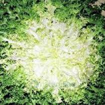 Indivia Riccia Pancalieri