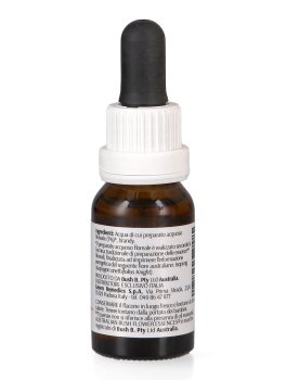 Isopogon - Essenza Floreale Australiana Singola - 3