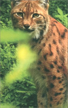 Italia Selvatica — Libro - 5