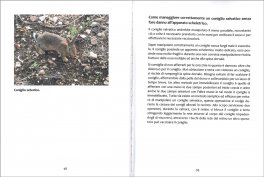L'Allevamento del Coniglio Selvatico — Libro - 3