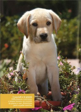 L'Educazione del Tuo Cane — Libro - 4