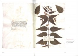 L'Erbario dei Cappuccini di San Quirico — Libro - 3