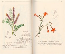 L'Erbario di Libereso — Libro - 3