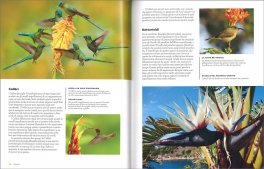 L'Impollinazione — Libro - 3