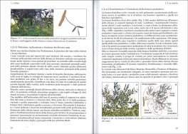 L'Oliveto Familiare — Libro - 3