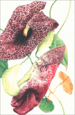 L'orto di un Perdigiorno — Libro - 4