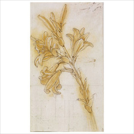 La Botanica di Leonardo — Libro - 5