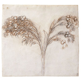 La Botanica di Leonardo — Libro - 6