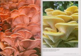 La Coltivazione dei Funghi — Libro - 3