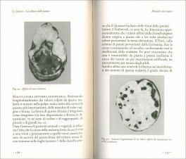 La Coltura delle Patate — Libro - 2
