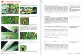 La Difesa delle Piante Ornamentali — Libro - 3