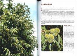 La Farmacia del Bosco — Libro - 3