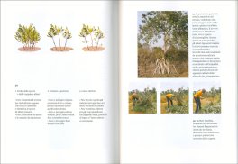La Foresta Invisibile — Libro - 3