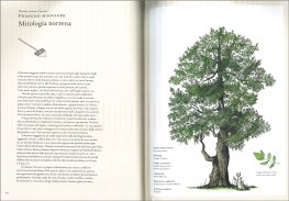 La Storia degli Alberi e di Come Hanno Cambiato il Nostro Modo di Vivere — Libro - 3