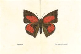 La Trasformazione del Bruco — Libro - 3