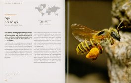 La Vita Segreta delle Api — Libro - 3