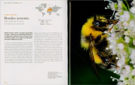 La Vita Segreta delle Api — Libro - 4