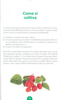 Lampone sul Balcone, in Terrazzo, in Giardino — Libro - 4