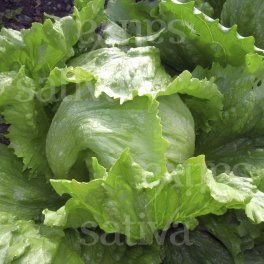 Semi di Lattuga Iceberg Verde (Saladin) - 3