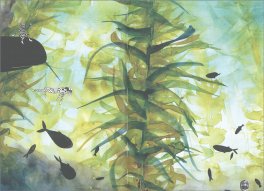 Le Balene di Aristotele — Libro - 3