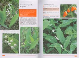 Le Erbe Ritrovate — Libro - 3
