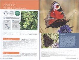 Le Farfalle della Campagna — Libro - 3