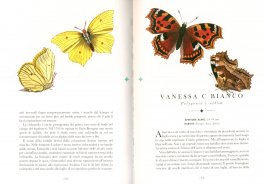 Le Farfalle - Il Libro che si Trasforma in un'Opera d'Arte — Libro - 4