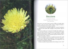 Le Foglie — Libro - 3