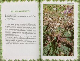 Le più Diffuse Erbe Spontanee Alimentari della Tradizione — Libro - 3