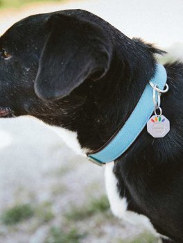 Libratum® Pets - Cane - 6