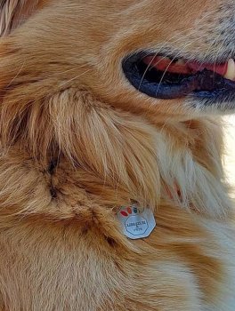 Libratum® Pets - Cane - 5