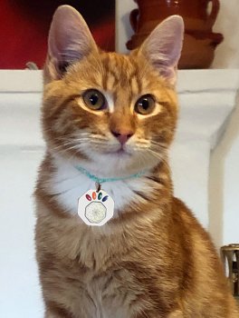 Libratum® Pets - Gatto - 6