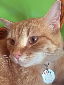 Libratum® Pets - Gatto - 5