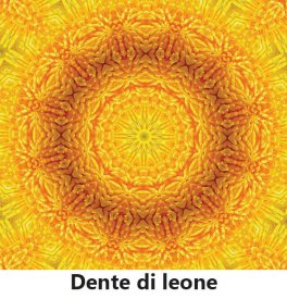 Lo Spirito nelle Piante — Libro - 6