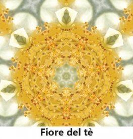 Lo Spirito nelle Piante — Libro - 8