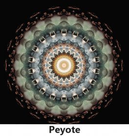 Lo Spirito nelle Piante — Libro - 9