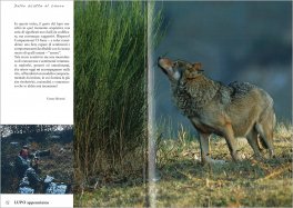Lupo Appenninico — Libro - 3