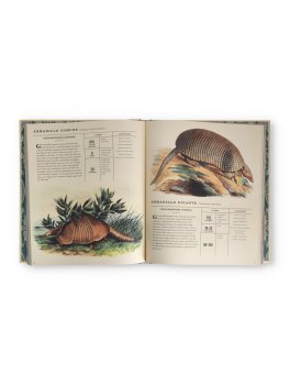 Mammalia - L'Inventario dei Mammiferi — Libro - 2