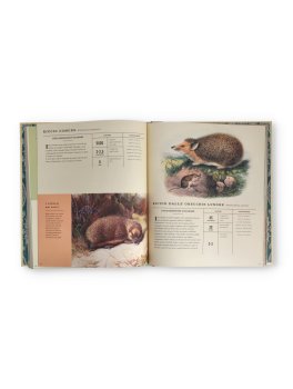 Mammalia - L'Inventario dei Mammiferi — Libro - 3