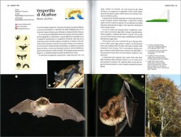 Mammiferi delle Alpi — Libro - 4