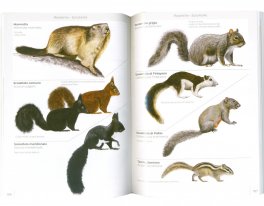 Mammiferi Terrestri d'Italia — Libro - 3