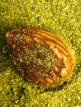 Mandorla Chips Pesto al Basilico Bio - 3