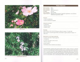 Manuale Pratico di Gemmoterapia — Libro - 3
