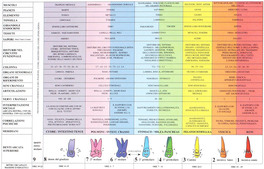 Mappa "Correlazioni Empiriche fra Denti, Odontoni e Organi" — Poster - 2