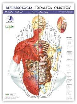 Mappa: Riflessologia Podalica Olistica Aree Plantari