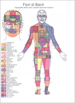 Mappa Topografica delle Zone Cutanee Secondo Kramer - Fiori di Bach — Poster - 3