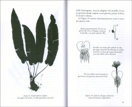 Metamorfosi nel Regno Vegetale — Libro - 3