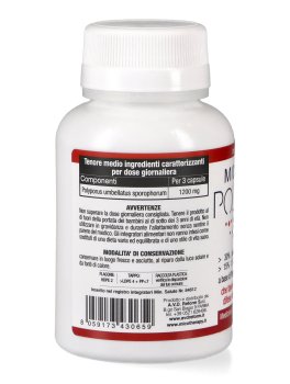 Micotherapy - Polyporus - 3