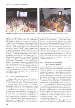 Microbiologia Enologica — Libro - 3