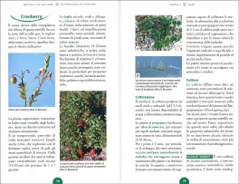 Mirtilli — Libro - 3